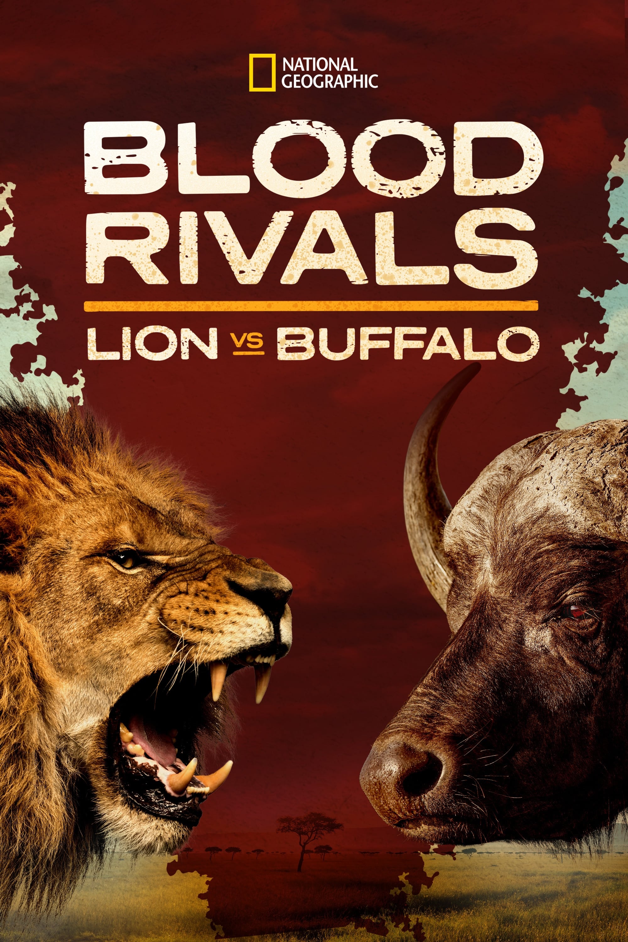 Blood Rivals Lion vs Buffalo: Buffalo Fortress (2014) постер